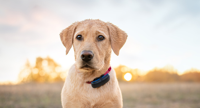 Mokrý pes s Tractive GPS Trackerem pro psy